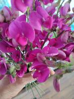 Zaden Siererwt roze - Lathyrus Latifolius, meerjarig, Verzenden, Voorjaar, Volle zon, Zaad