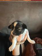 Vlinderhondje/nachtvlinder hondje puppy’s, Overige rassen, 8 tot 15 weken, Parvo, Meerdere