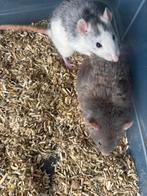 5 ratten vrouwen beschikbaar voor €20 euro op tehalen.KOOPJE, Dieren en Toebehoren, Knaagdieren, April, Vrouwelijk, Rat