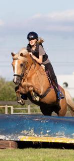 Brave allround D- pony, Dieren en Toebehoren, Pony's, Ruin