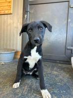 ONTZETTEND LIEF RUSTIG JONG TEEFJE GEK OP MENSEN EN HONDEN, Particulier, Rabiës (hondsdolheid), 15 weken tot 1 jaar, Buitenland