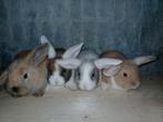 *Ruime keuze aan baby konijntjes*, Dieren en Toebehoren, Konijnen, Meerdere dieren, Klein, 0 tot 2 jaar