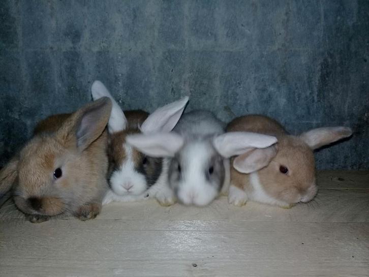 *Ruime keuze aan baby konijntjes*, Dieren en Toebehoren, Konijnen, Klein, Meerdere dieren, 0 tot 2 jaar