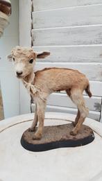 Opgezet/taxidermie geitje, Ophalen of Verzenden