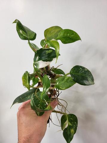 Philodendron White Princess  beschikbaar voor biedingen