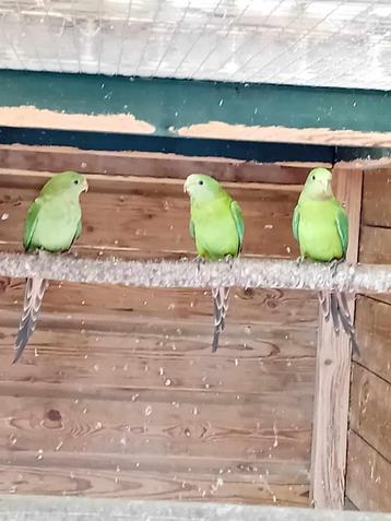 te koop een koppel barraband parkieten   beschikbaar voor biedingen