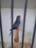 Splendid parkiet, Dieren en Toebehoren, Vogels | Parkieten en Papegaaien, Vrouwelijk, Parkiet, Geringd