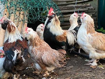 Faverolle kriel haan, zeldzaam soort beschikbaar voor biedingen