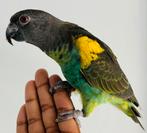 Handtamme super lieve meyer papegaai te koop!, Dieren en Toebehoren, Vogels | Parkieten en Papegaaien, Mannelijk, Papegaai, Geringd