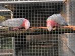 Koppel Rose kaketoe 2020 geringd onverwant met DNA, Dieren en Toebehoren, Meerdere dieren, Papegaai, Geringd
