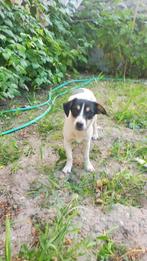 ABBY 13 mnd. Aanhankelijk/bescheiden/rustig/cats/dogs, Dieren en Toebehoren, Honden | Niet-rashonden, Rabiës (hondsdolheid), Handelaar