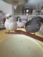 Mooi prachtig een koppel broedrijp kanaries te koop, Meerdere dieren, Kleurkanarie