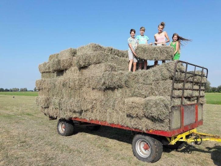Hooi en stro balen tekoop (HOOI MET PAVO ANALYS), Dieren en Toebehoren, Dierenvoeding, Vee, Ophalen