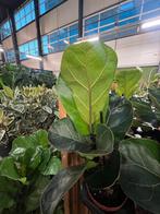 Ficus Lyrata Kamerplant, Huis en Inrichting, Ophalen, Ficus, Halfschaduw, In pot