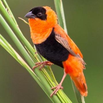 Koppel Oranje wevers beschikbaar. beschikbaar voor biedingen