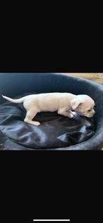 Lieve Chihuahua Puppies Te Koop – Volbloed –, Dieren en Toebehoren, Honden | Chihuahua's en Gezelschapshonden, 8 tot 15 weken