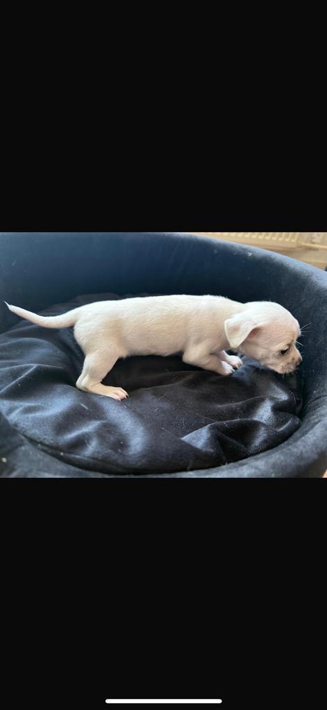 Lieve Chihuahua Puppies Te Koop – Volbloed –, Dieren en Toebehoren, Honden | Chihuahua's en Gezelschapshonden, Meerdere dieren