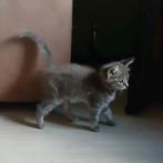 Nog 1 hypoallergeen Siberische boskat x bengaal kitten, Dieren en Toebehoren, Katten en Kittens | Raskatten | Langhaar, Meerdere dieren