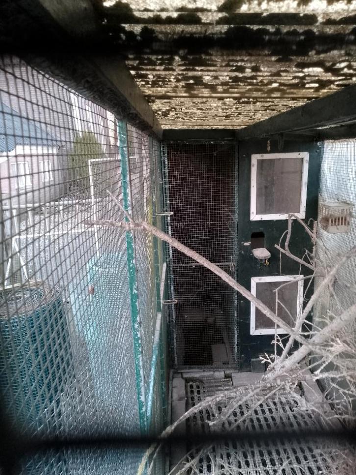 Voliere, Dieren en Toebehoren, Vogels | Hokken en Kooien, Gebruikt, Volière, Metaal, Ophalen