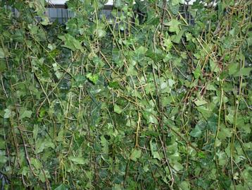 Fagus; Hedera; Laurier; Thuya Hagen groene schutting hekwerk