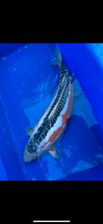 Shusui 57cm, Karper of Koi