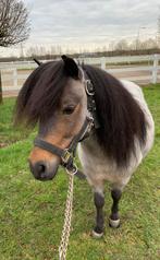 Aangeboden voor goed huisje: shetlander gezelschapspony, Dieren en Toebehoren, Pony's, Ruin, Niet van toepassing, A pony (tot 1.17m)