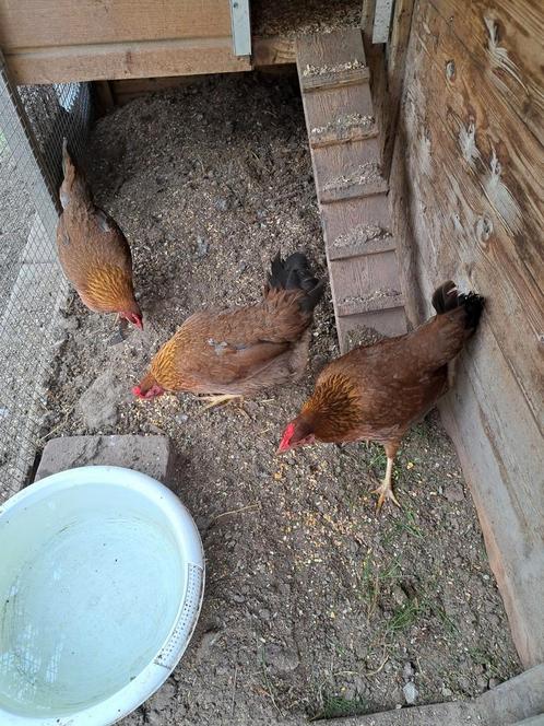 Koppeltje Welsumer krielkippen met een Wyandotte krielhaan, Dieren en Toebehoren, Pluimvee, Kip, Meerdere dieren