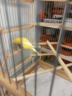 Mooie handgemaakte kooi met gele zang kanarie er in compleet, Dieren en Toebehoren, Meerdere dieren, Zangkanarie
