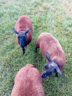 Schapen lammeren  bok en ooitjes, Dieren en Toebehoren, Schapen, Geiten en Varkens, Meerdere dieren, Schaap, 0 tot 2 jaar