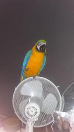 baby blauw gele ara, Dieren en Toebehoren, Mannelijk, Papegaai, Tam