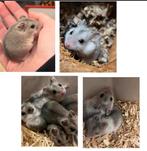 Jonge tamme CHINESE DWERGHAMSTER( rechtstreeks v/d fokker), Dieren en Toebehoren, Knaagdieren, Hamster, Mannelijk, November, Tam