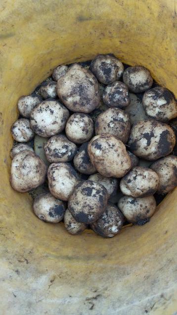 Nieuwe aardappelen Parel en Eigenheimer onbespoten beschikbaar voor biedingen