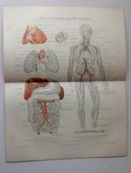 Anatomie Prent 1894 - Menselijk Lichaam, Ophalen of Verzenden, Natuur en Biologie