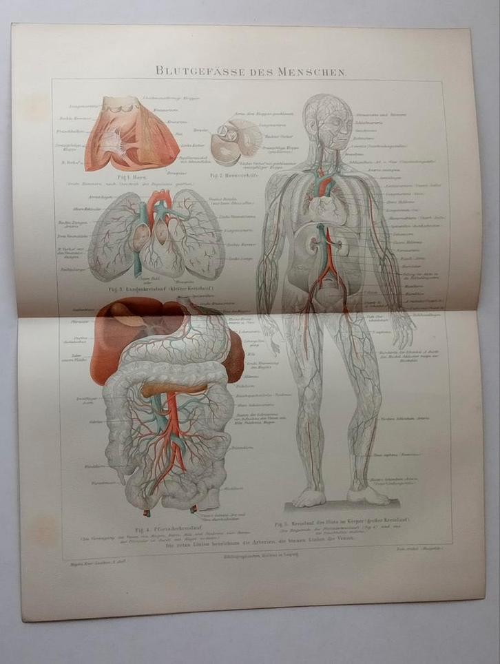 Anatomie Prent 1894 - Menselijk Lichaam, Antiek en Kunst, Antiek | Schoolplaten, Natuur en Biologie, Ophalen of Verzenden