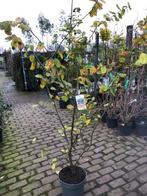 Parrotia persica, Perzisch ijzerhout, meerstammige 160-180cm, Ophalen, Winter, Halfschaduw, Overige soorten
