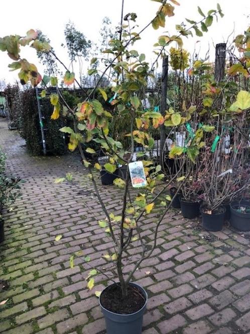 Parrotia persica, Perzisch ijzerhout, meerstammige 160-180cm, Tuin en Terras, Planten | Bomen, Overige soorten, 100 tot 250 cm