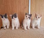 Prachtige brits / britse korthaar kittens met stamboom, Meerdere dieren, Gechipt, 0 tot 2 jaar
