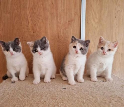 Prachtige brits / britse korthaar kittens met stamboom, Dieren en Toebehoren, Katten en Kittens | Raskatten | Korthaar, Meerdere dieren