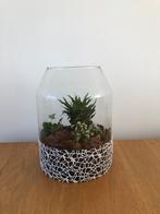 Bloempot met planten, Ophalen, Overige materialen, Rond, Zo goed als nieuw