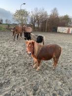 Verzorgpony aangeboden / gezocht, Ophalen of Verzenden, Nieuw, Overige soorten