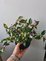 Tradescantia Blushing Bride stekken, Huis en Inrichting, Kamerplanten, Overige soorten, Minder dan 100 cm, Ophalen of Verzenden