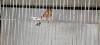 Bastaard putter man, Dieren en Toebehoren, Vogels | Overige Vogels, Mannelijk, Wildzangvogel, Geringd