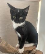 Kittens, Dieren en Toebehoren, Meerdere dieren, 0 tot 2 jaar