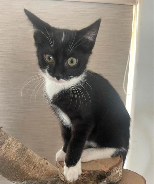 Kittens, Dieren en Toebehoren, Katten en Kittens | Overige Katten, Meerdere dieren, 0 tot 2 jaar