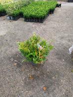 Leucothoe Zeblid - Sierheester, Vaste plant, Halfschaduw, Lente, Ophalen