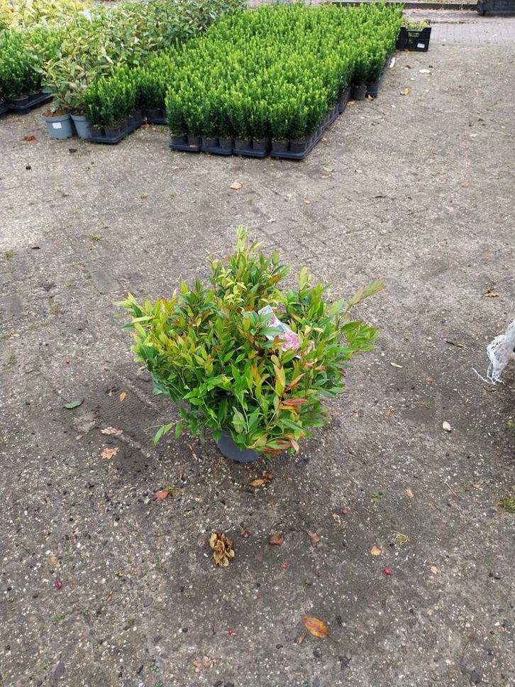 Leucothoe Zeblid - Sierheester, Tuin en Terras, Planten | Tuinplanten, Vaste plant, Overige soorten, Halfschaduw, Lente, Ophalen