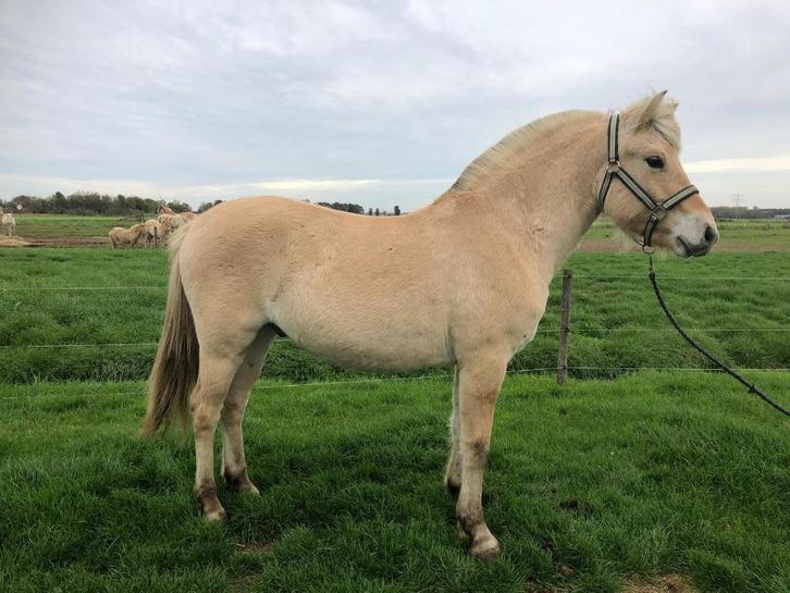 Fjord veulens te koop, Shetlanders te koop, Dieren en Toebehoren, Pony's, Meerdere dieren, Niet van toepassing, A pony (tot 1.17m)