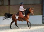 Ter dekking: GGK Allround Stempelhengst YANOUR HAYATI, Hengst
