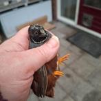 2 jong chinesedwerg kwartels haantjes 2025, Dieren en Toebehoren, Vogels | Overige Vogels, Mannelijk, Tropenvogel