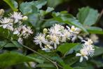 Bosrank – clematis klimplant tuinplanten, Ophalen, Vaste plant, Overige soorten, Halfschaduw